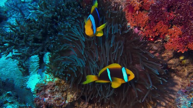 anemone fish from fiji