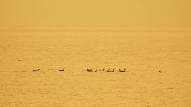 Seagulls ocean golden hour, ducks floating on calm golden water during peaceful serene sunset