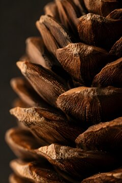Close view of a pine cone showing detailed texture and shape