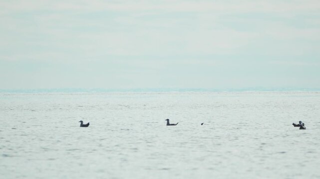 Seabirds ocean horizon silhouettes swimming on calm blue water creating a peaceful nature scene