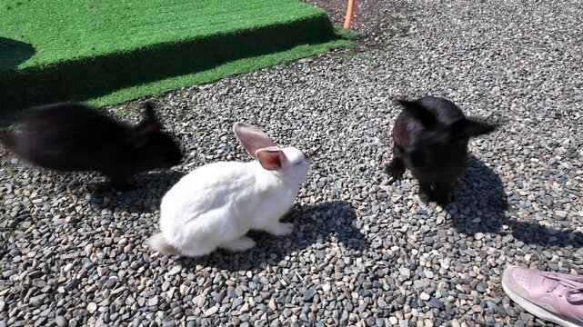 Rabbits are fed carrots on a sunny day
