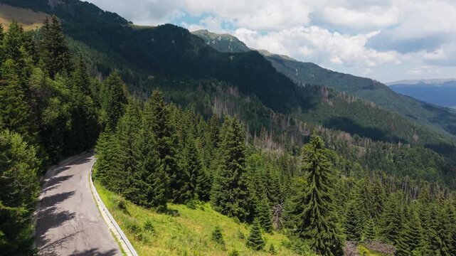 Empty Transbucegi Road Curving Through Fir Forest
