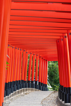 高山稲荷神社の千本鳥居