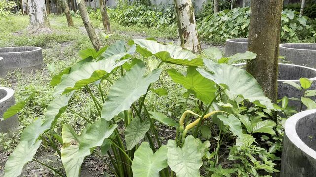 Healthy Alocasia Foliage Thriving in an Outdoor Garden Setting, Featuring Vibrant Green Leaves and Dense Tropical Plant Growth