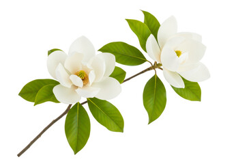 Two white magnolia flowers isolated on transparent background © MSTMARIA