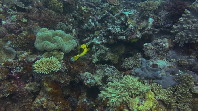 puffer fish from fiji