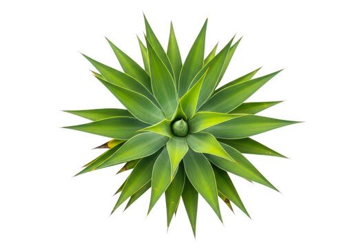 Top view of green agave plant isolated on transparent background