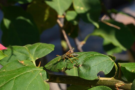 A European paper wasp, or Polistes dominula, sitting on a leaf, in the summer, in Attica, Greece