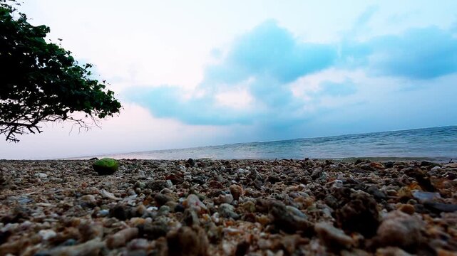 A tree on the beach with rocks and shells