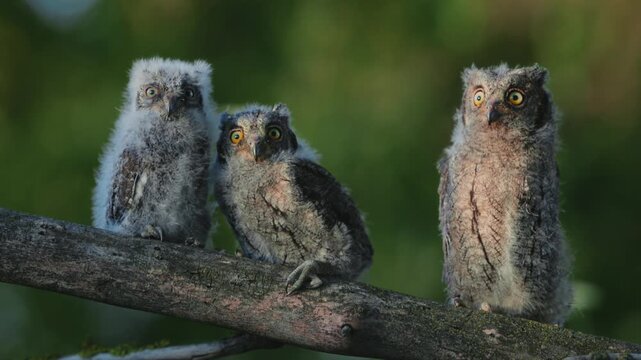 Portrait of three fluffy nestling Eurasian scops owls Otus scops perched on a tree branch in a forest. Close-up of a young wild owl chick in Wildlife habitat, featuring soft feathers, expressive eyes.