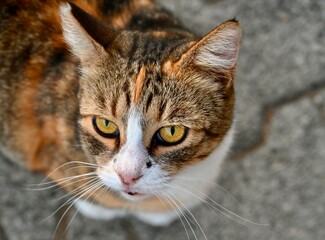 Fototapeta premium A top-down close-up photograph of a calico tabby cat with expressive yellow eyes and an open mouth sitting on textured stone paving blocks, looking directly up at the camera.