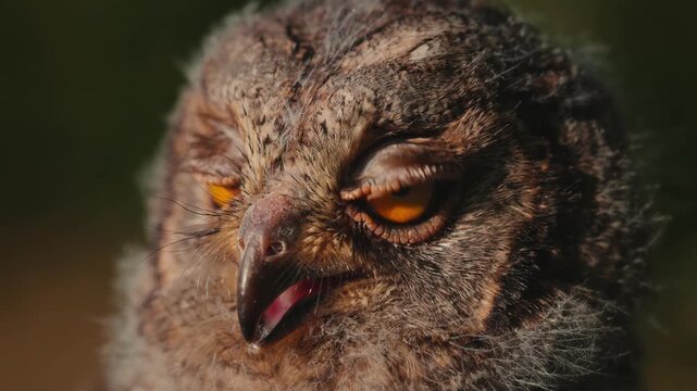 Portrait of a fluffy nestling Eurasian scops owl Otus scops perched on a tree branch in a forest. Close-up of a young wild owl chick in Wildlife habitat, featuring soft feathers, expressive eyes.