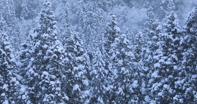雪降る森