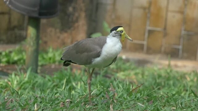 Masked lapwing calmly walking across a grassy field while foraging for food in the warm morning sunlight