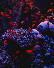 Swam of fish © Lab0ney
