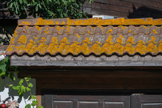 A close-up view of an old, weathered terracotta tiled roof covered in bright yellow lichen, situated above a rustic wooden structure and framed by green foliage.