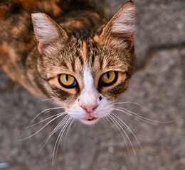 A tricolor cat with expressive yellow eyes and an open mouth sits on textured paving stones, looking directly up to capture attention. © Drachenfutter