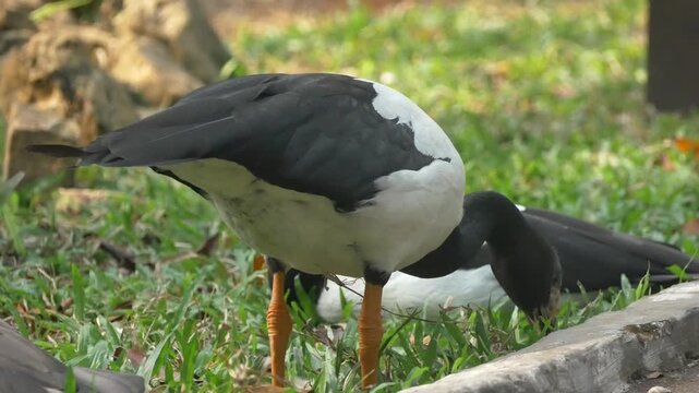 Beautiful magpie goose exploring the grassland on foot, capturing a serene moment of Australian birdlife