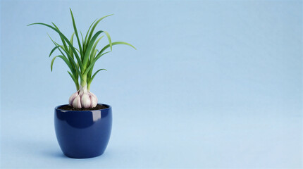 Fototapeta premium Grown garlic bulb in blue pot