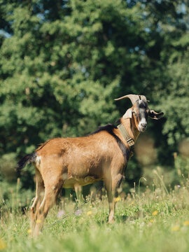 A goat wearing a collar and chain walks in a meadow on a sunny day in summer.