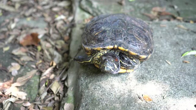 A Brazilian turtle with scientific name Trachemys scripta is resting on a rock, with a background of dry leaves.