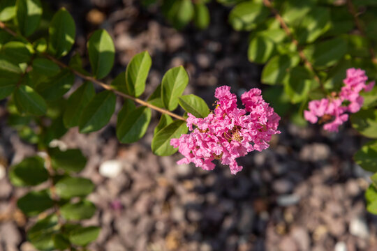Delicate pink flowers of a crape myrtle lagerstroemia tree blooming on a sunny day. Mediterranean botanical nature, green leaves, and blurry decorative stone mulch background.