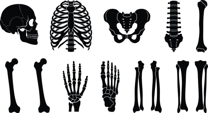 Human skeleton anatomy silhouette vector set with skull, rib cage, spine, and pelvic bones