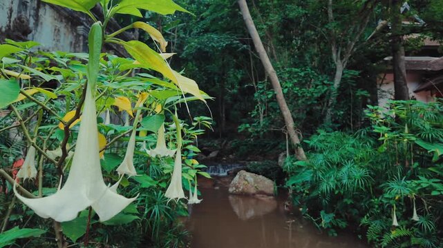 White angel trumpet flowers above tropical forest stream, Brugmansia blossoms in lush rainforest garden by small creek 4k