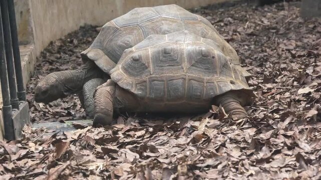Tortoise eating among dry grass during the daytime, showcasing natural feeding behavior in a dry outdoor environment