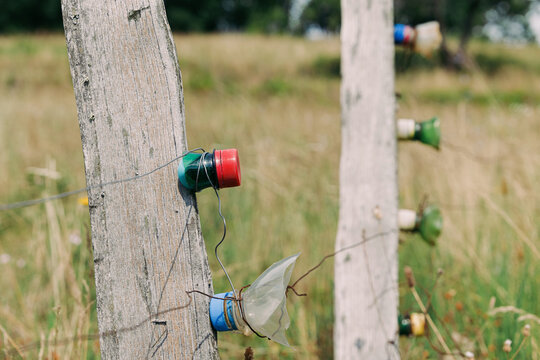 Improvised electric fence using plastic bottles as insulators on tree trunks to contain livestock in a rural field