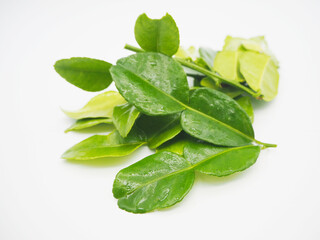 Obraz premium Heap of fresh kaffir lime leaves isolated on white background. A pile of fresh green kaffir lime leaves isolated on a white background. Organic herbal spice ingredient for cooking traditional Thai foo