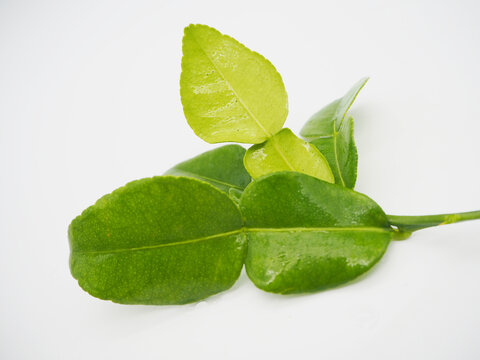 Heap of fresh kaffir lime leaves isolated on white background.
A pile of fresh green kaffir lime leaves isolated on a white background. Organic herbal spice ingredient for cooking traditional Thai foo