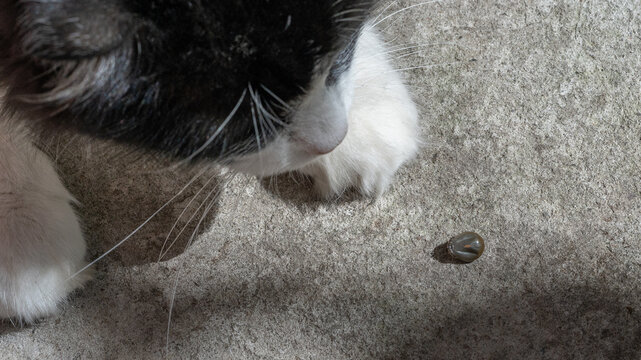 The tick sucked the cat's blood and fell off onto the garden path.