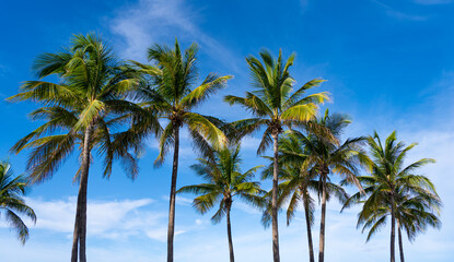 Fototapeta premium Palm tree of California. Tropical beach in Miami. Tropical outdoor scene with palm tree. Tropical summer vacation. Exotic nature. Palm tree at sunny day. Summer vacation in Miami south beach, Florida