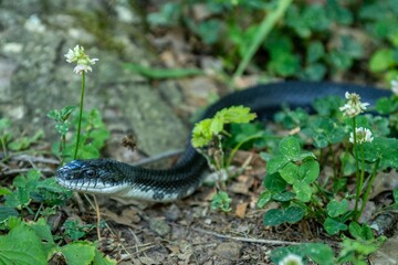 Fototapeta premium Rat snake