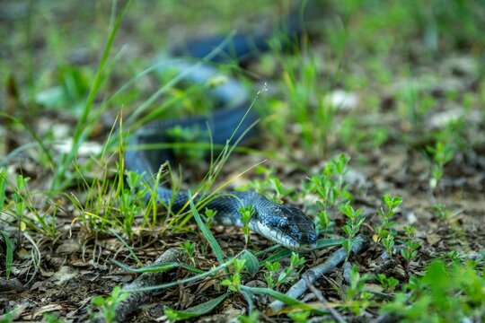 Rat snake