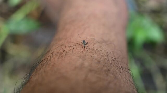 Mosquitoes are the most dangerous animals in the world. It causes over 700,000 deaths each year. World Mosquito Day raises awareness of mosquito-borne diseases like dengue, malaria, chikungunya, Zika.