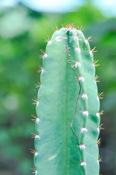 cactus , Fairytale castle or Cereus peruvianus