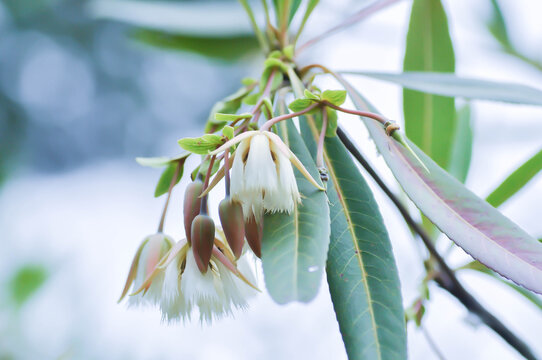 Elaeocarpus grandiflorus Sm, Fairy petticoats or Lily of the valley or ELAEOCARPACEAE or white flower