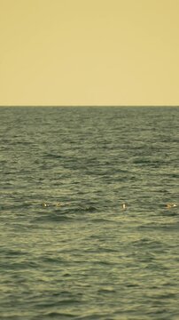 Golden sunset light illuminates Laridae seagulls swimming on tranquil ocean water, creating a peaceful coastal wildlife atmosphere. Static long shot.