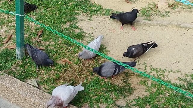 Mute video of some wild but tame pigeons looking for food in the grassy yard