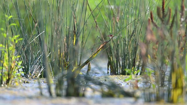 Mature male Red darter on the lookout perched on his observation post on a Hard rush stem in summer. Crocothemis erythraea, Juncus inflexus, Indre-et-Loire, r&eacute;gion Centre Val de Loire, France, Europe