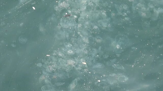 Istanbul, Turkey - February 29, 2024: Viewing pollution and jellyfishes in Golden Horn bay
