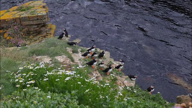Time lapse of a puffin colony on Swona in Orkney in 4k.