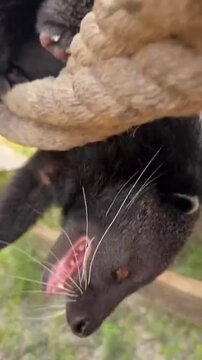 Binturong Bearcat Hanging Upside Down on Rope Playful Wildlife