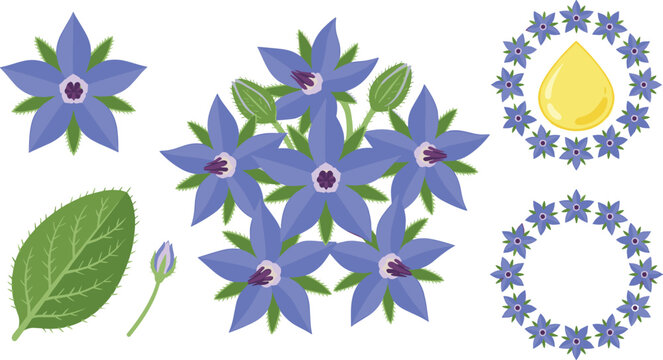 Borage Flowers and Oil Illustration with Leaves and Buds Featuring Flower