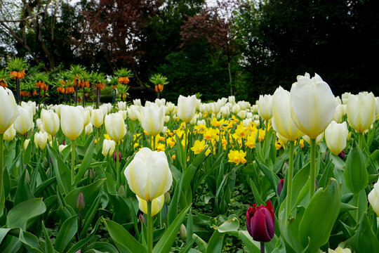 White tulips bloom among colorful spring flowers in a lush Vienna garden, creating a fresh seasonal scene suitable for gardening, travel, tourism, and editorial projects.