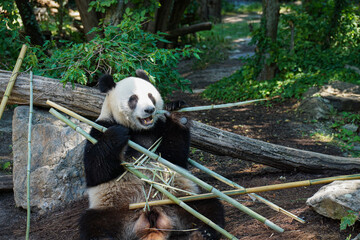 Giant panda eating bamboo at Vienna Zoo in Austria, surrounded by lush greenery, offering a natural-looking wildlife scene for travel, tourism and educational content. © Duro Mesiar