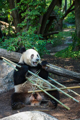 Giant panda feeding on bamboo in a lush woodland enclosure at Vienna Zoo, Austria, with a relaxed wildlife atmosphere and vertical composition suited to travel and educational content. © Duro Mesiar