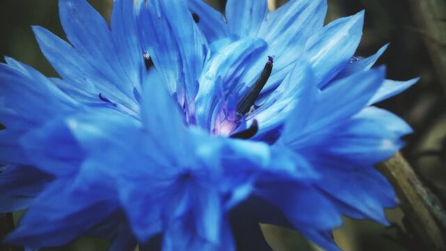 Blue cornflower vintage colour pull look close up stock footage